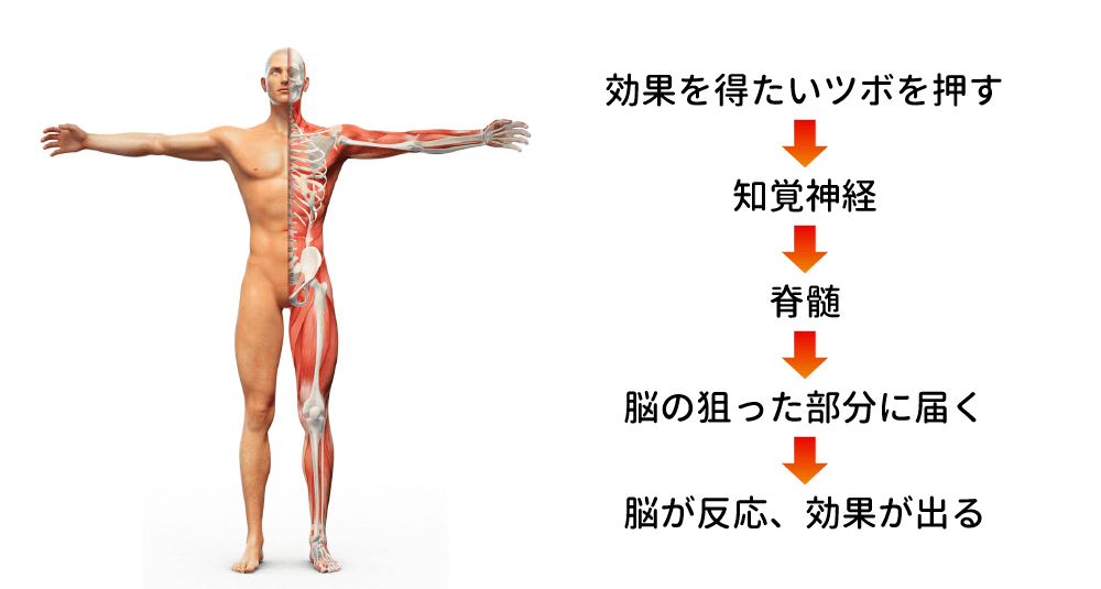 記憶力アップ　ツボ押し